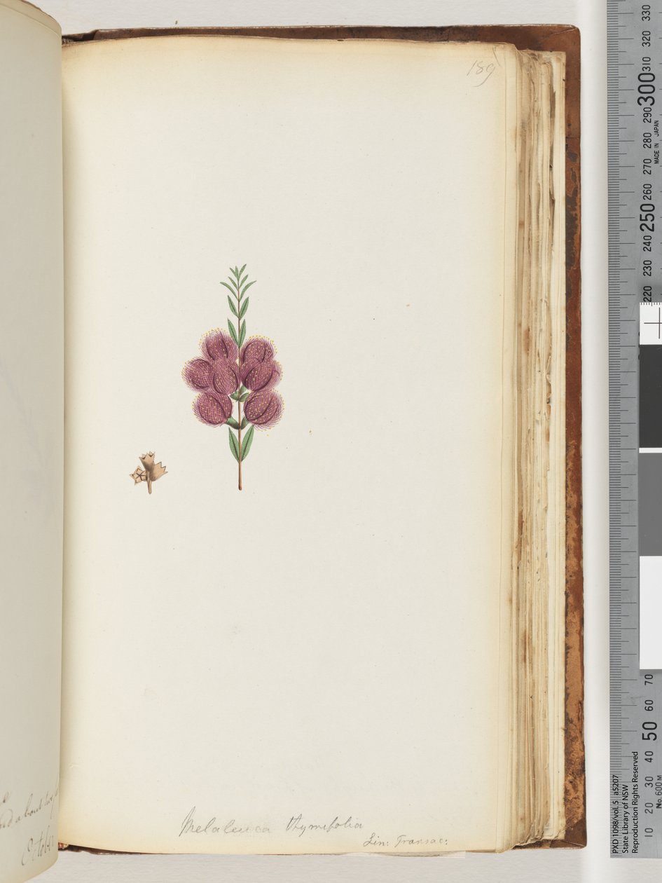 Seite 189. Melaleuca thymifolia. Lin: Transac von Unknown artist