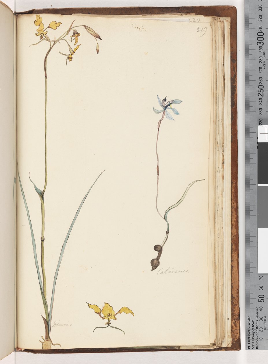 Seite 219. Caladenia / Diuris zwei Pflanzen von Unknown artist