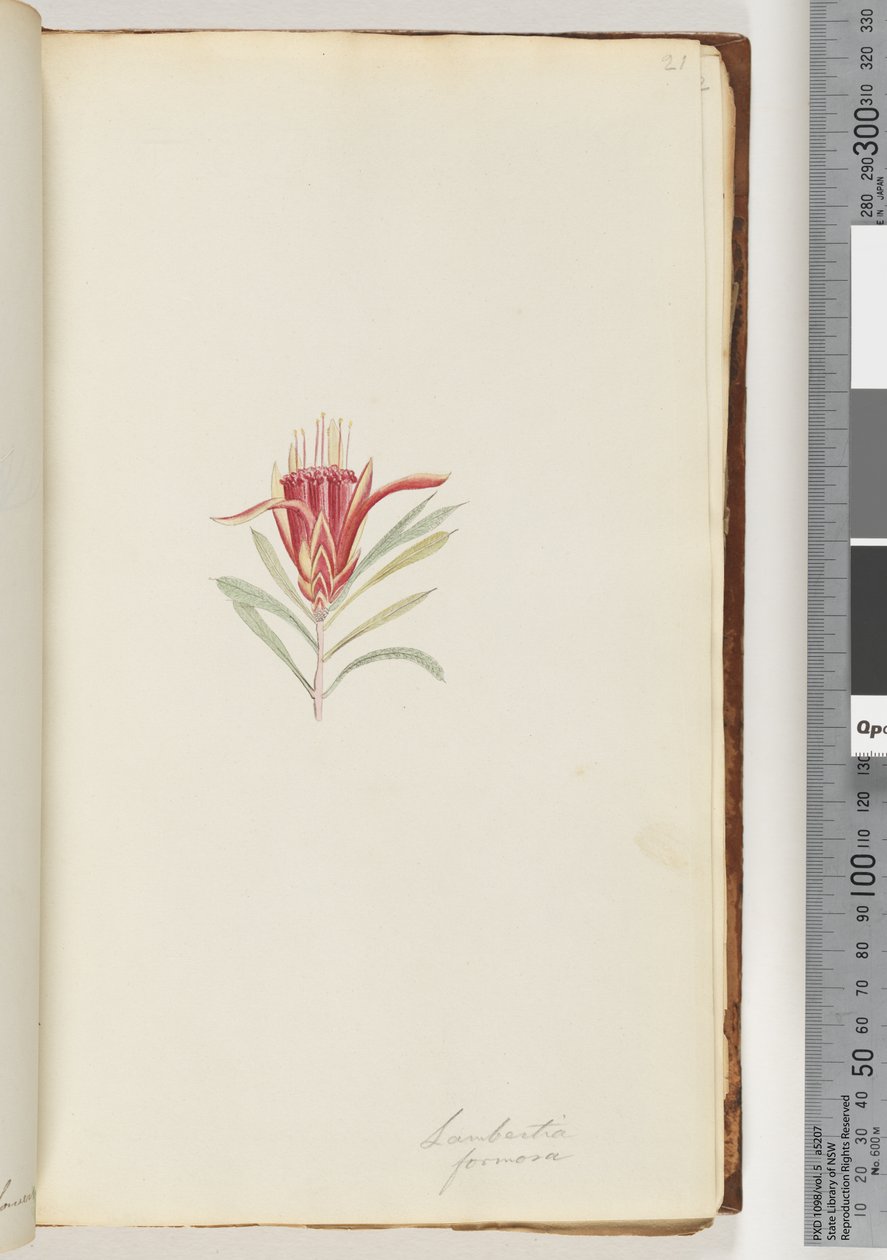 Seite 21. Lambertia formosa / Bergteufel von Unknown artist