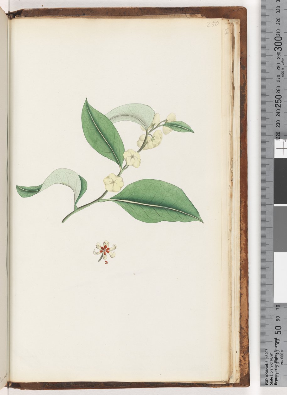 Seite 250. Unbenannter Baum von Unknown artist