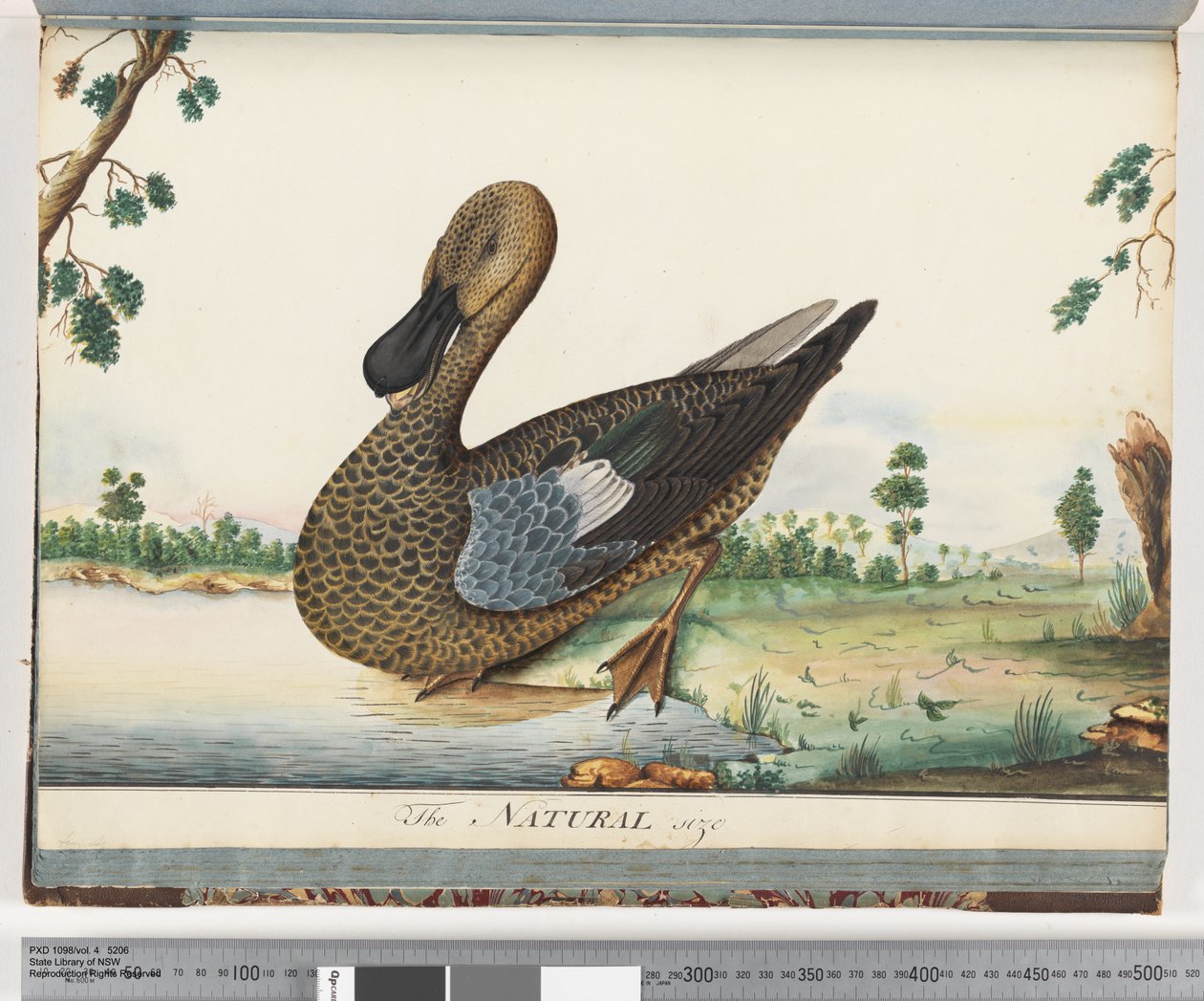 Seite 89. Ente von Unknown artist
