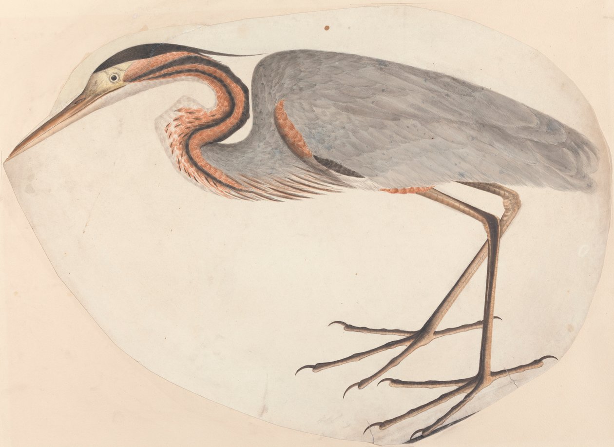 Der Purpurreiher von Unknown artist
