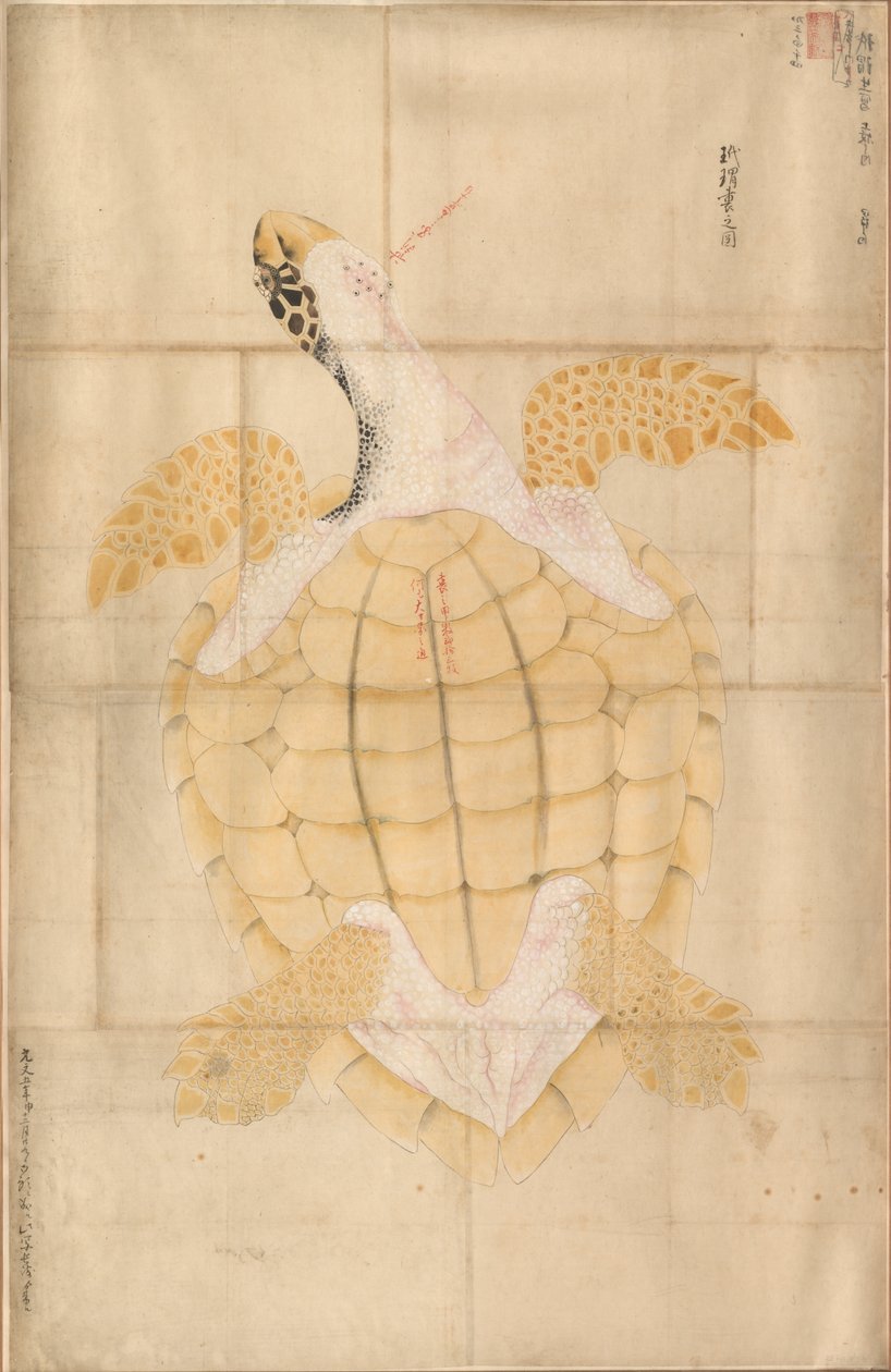 Schildkröte von Unknown artist