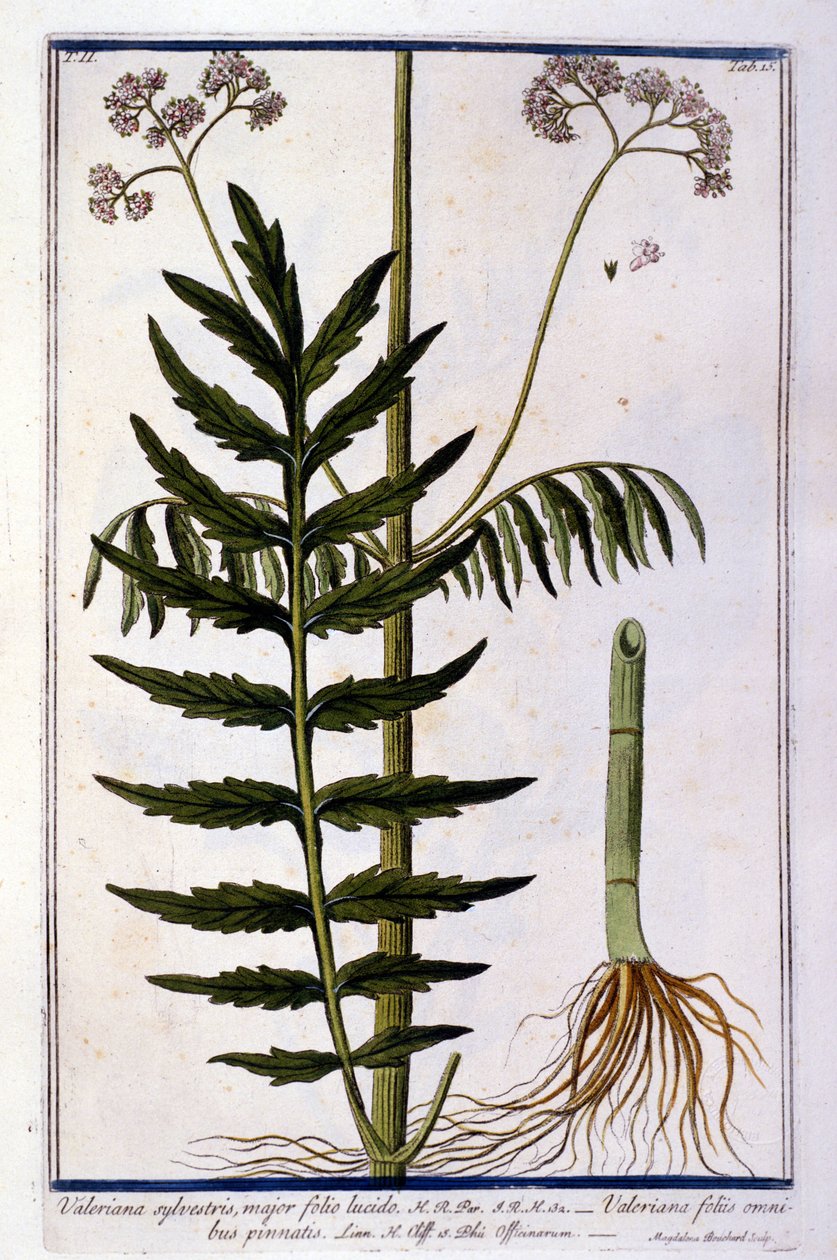Baldrian. Gravur aus dem 18. Jahrhundert von Unknown artist