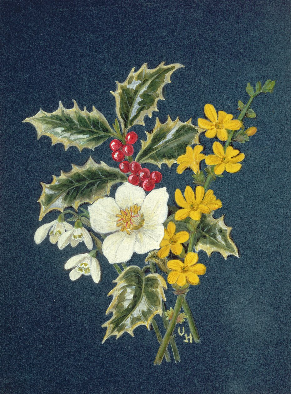 Stechpalme, Christrose, Schneeglöckchen und Winterjasmin von Ursula Hodgson