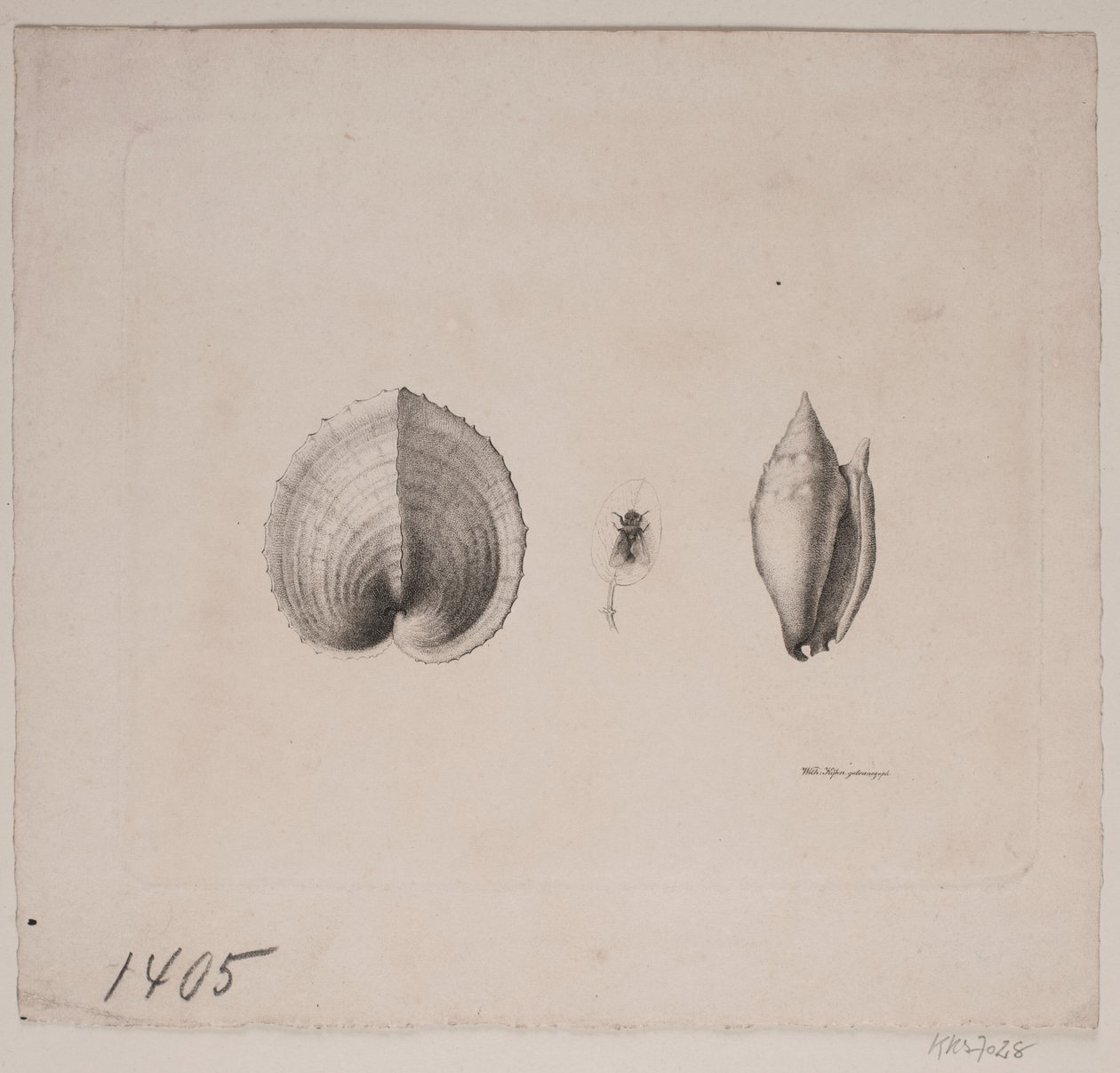 Zwei Muscheln und eine Fliege von Vilhelm Kyhn