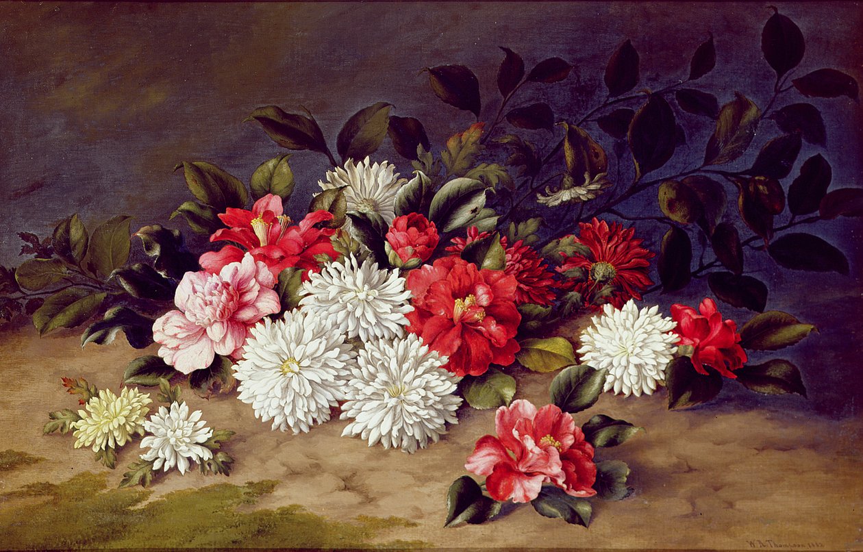 Stillleben mit Chrysanthemen und Kamelien, 1883 von W. R. Thompson