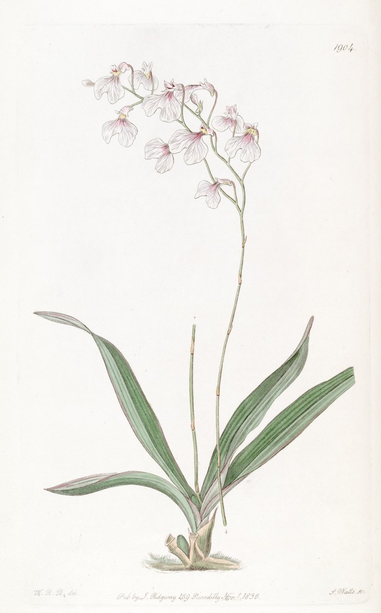 Ionopsis utricularioides von W.B.B.