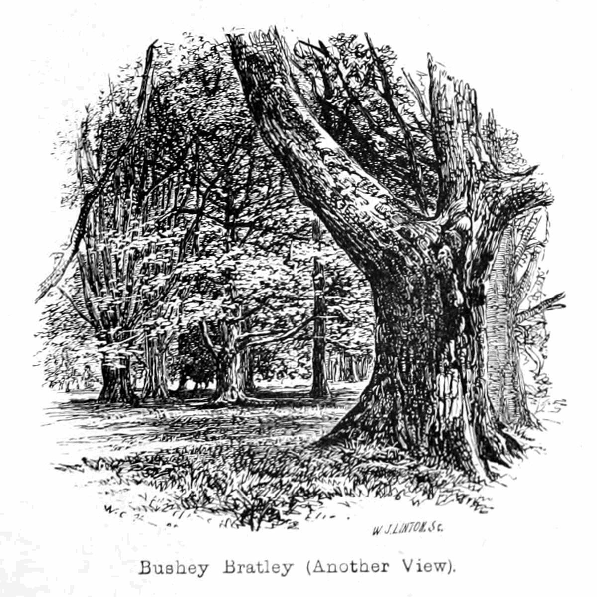 Bushey Bratley von Walter Crane