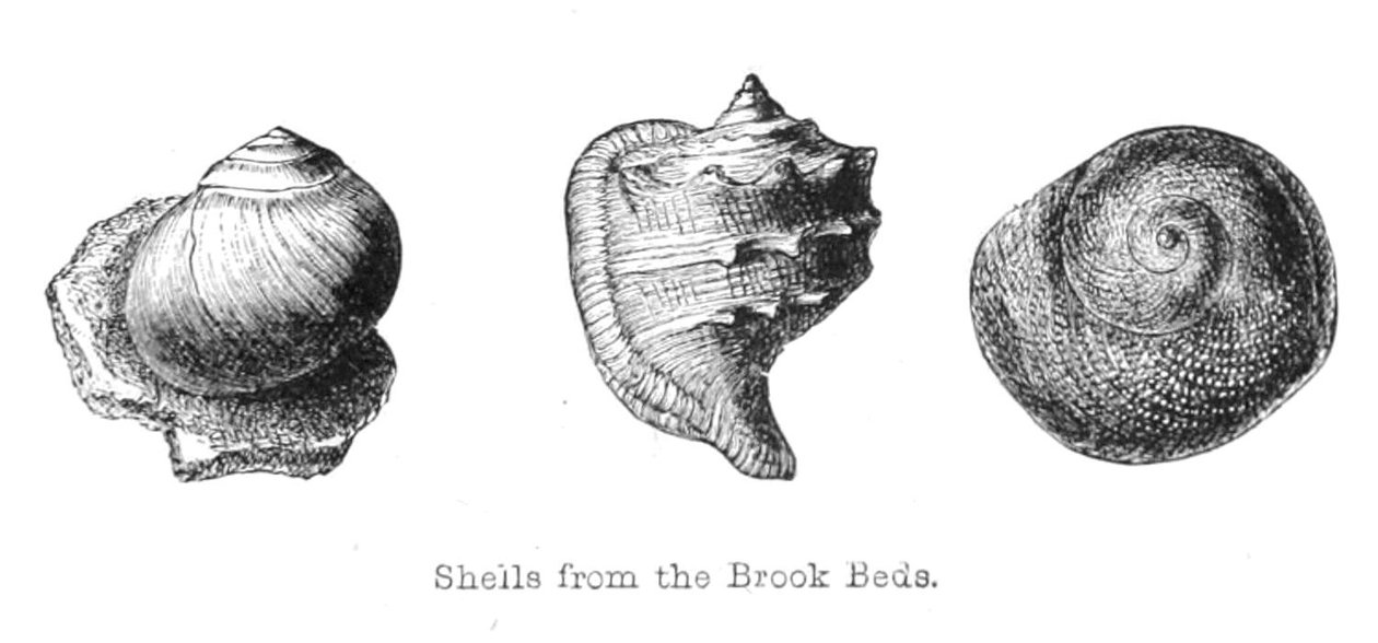 Fossilien aus den Brook Beds von Walter Crane