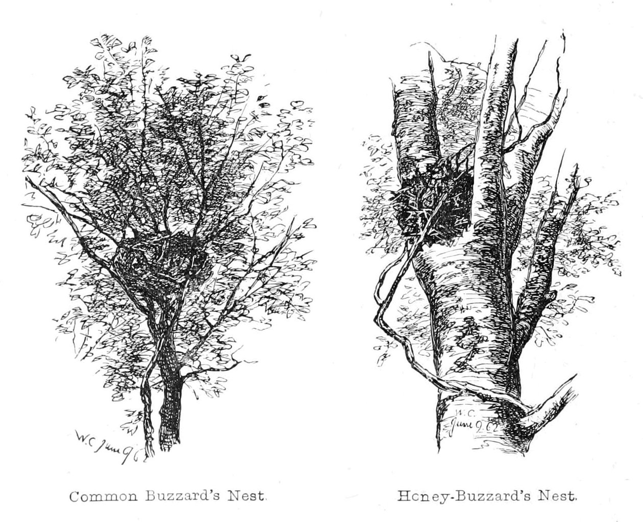 Nester des Honig- und Mäusebussards von Walter Crane