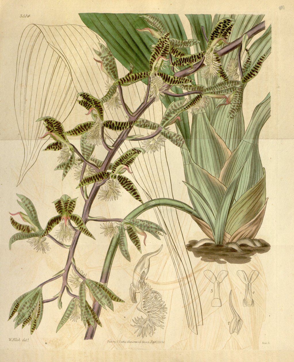 Illustration von Catasetum barbatum (als syn. Myanthus barbatus) von Walter Hood Fitch