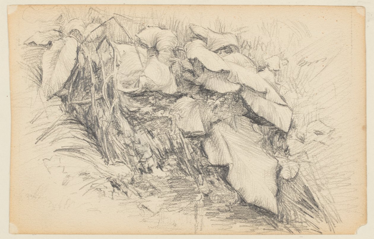 Studie von Gras und Pflanzen von Walter Clark