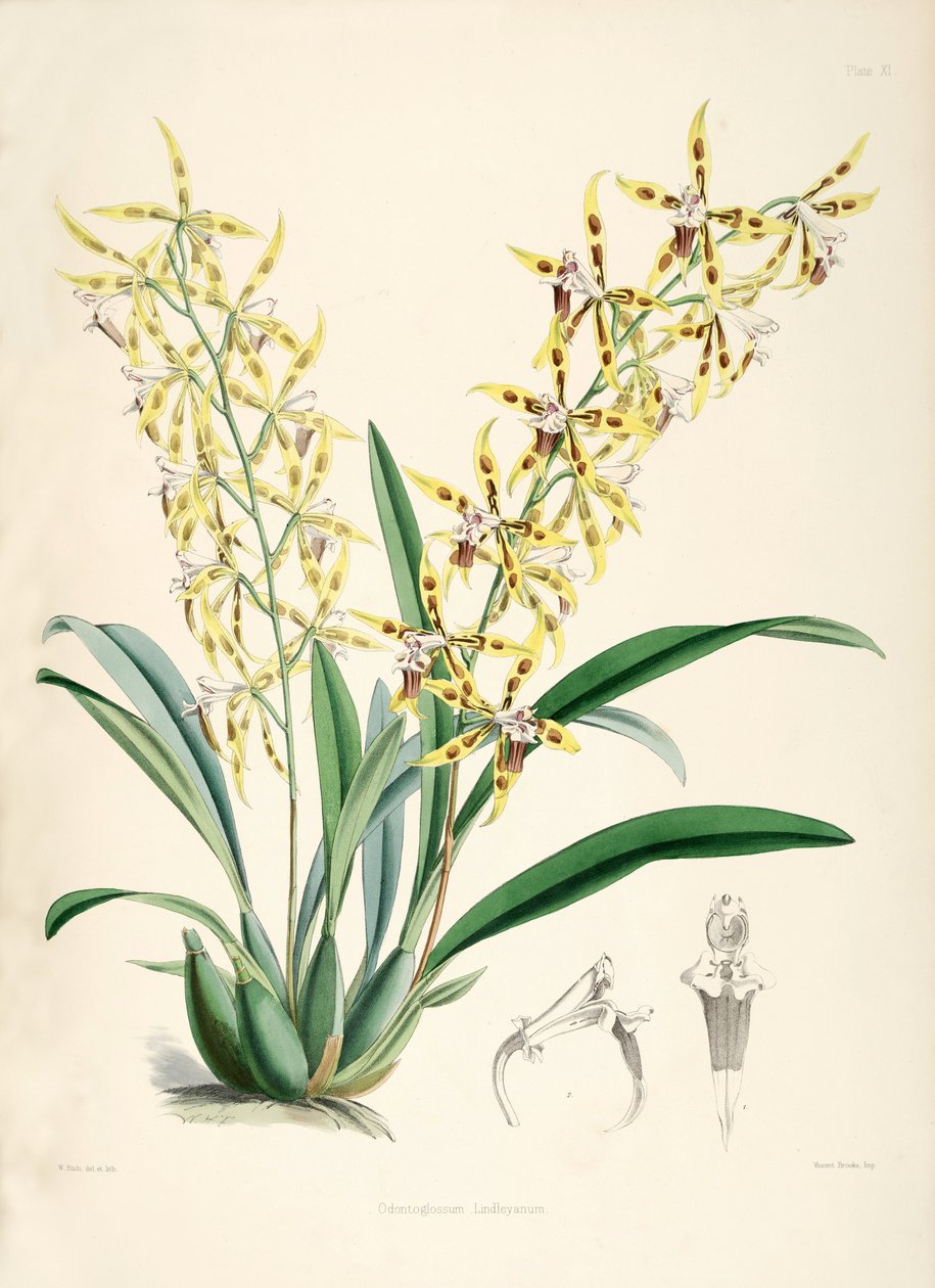 Odontoglossum lindleyanum von Walter Hood Fitch