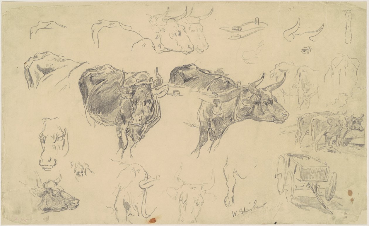 Studien von Ochsen von Walter Shirlaw