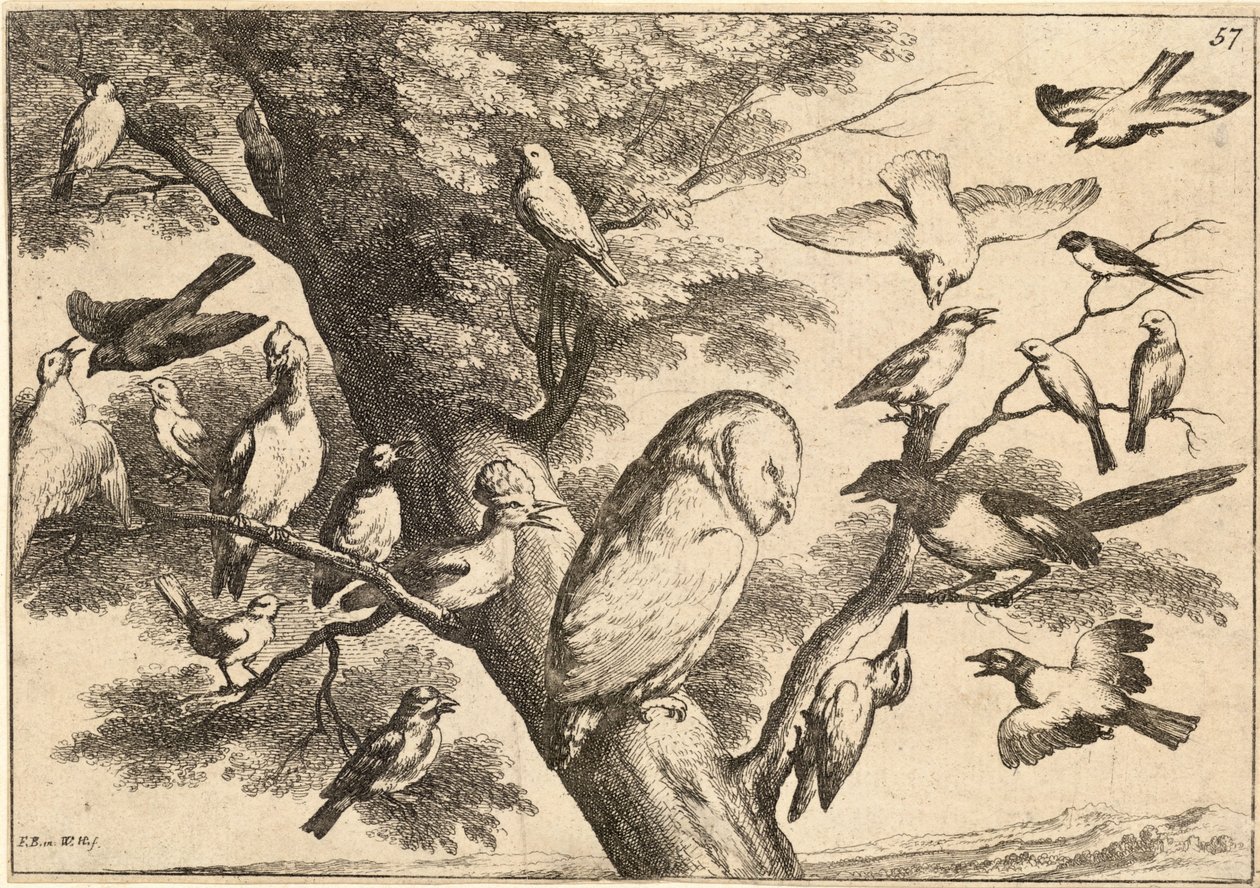 Vögel belästigen eine Eule von Wenceslaus Hollar