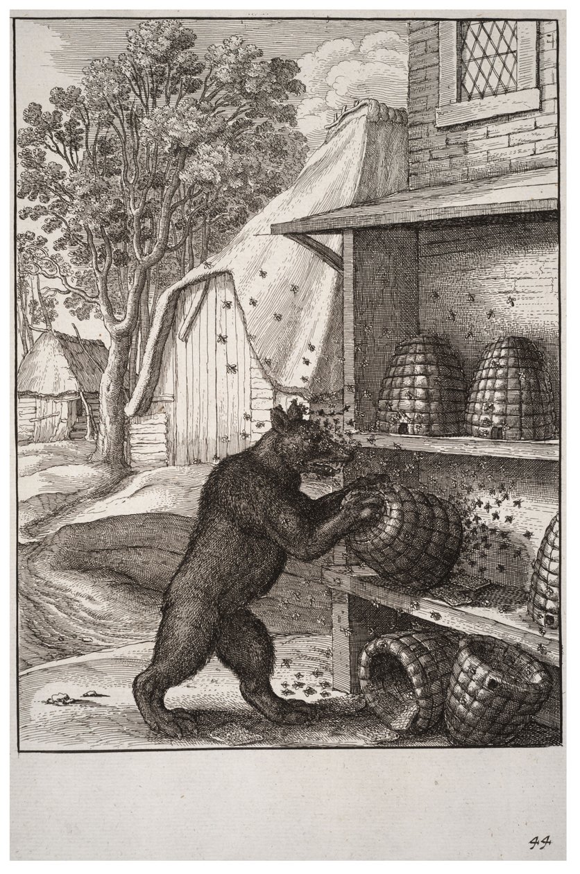 Der Bär und der Honig von Wenceslaus Hollar