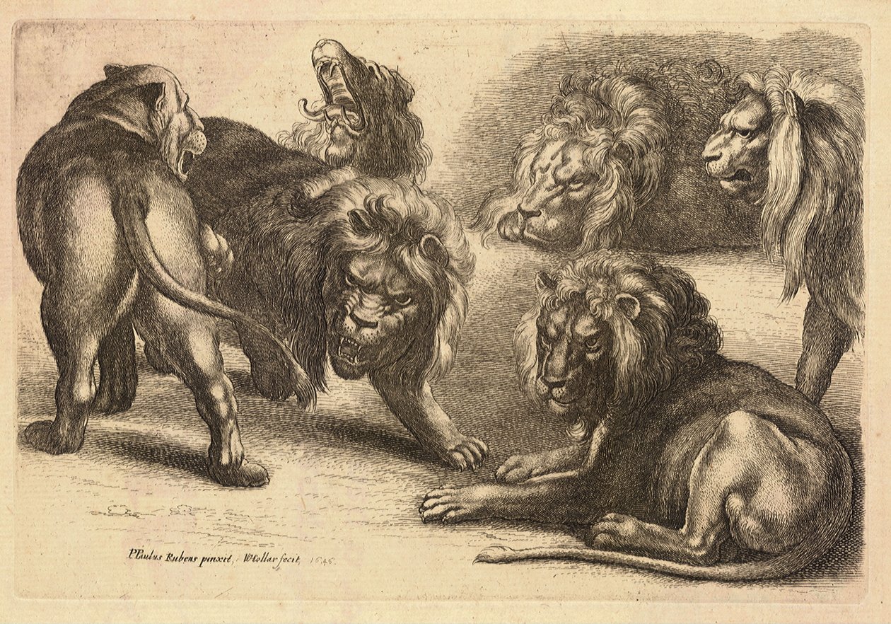 Fünf Löwen und eine Löwin, nach Rubens von Wenceslaus Hollar