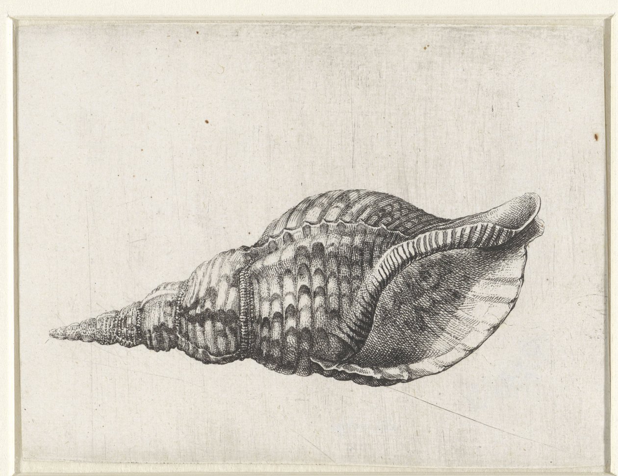 Schelp, charonia tritonis Schelpen (Serientitel) von Wenceslaus Hollar