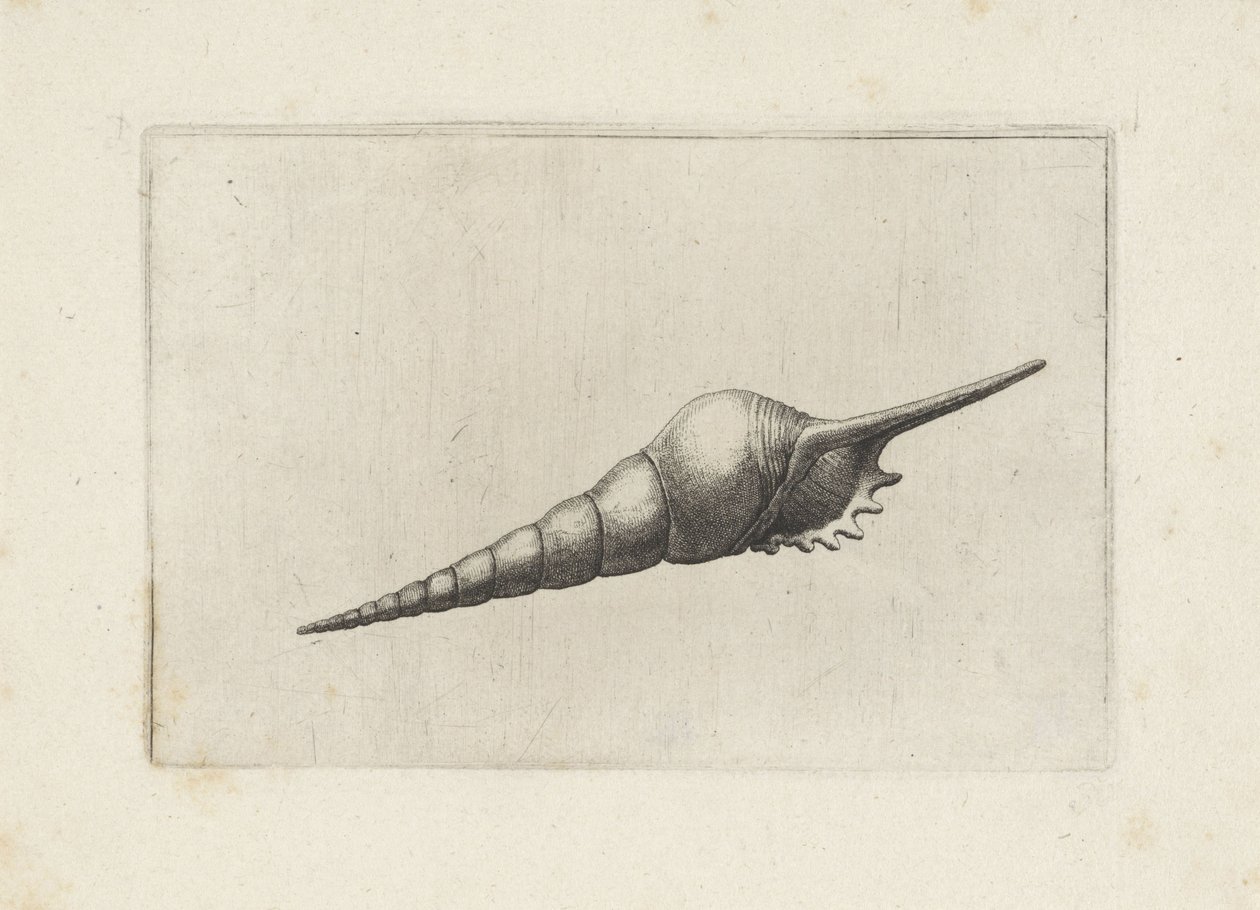 Schelp, tibia fusus melanocheilus von Wenceslaus Hollar