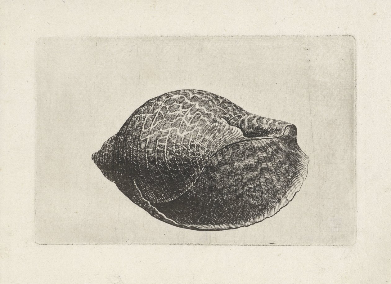 Muschel, tonna perdix von Wenceslaus Hollar