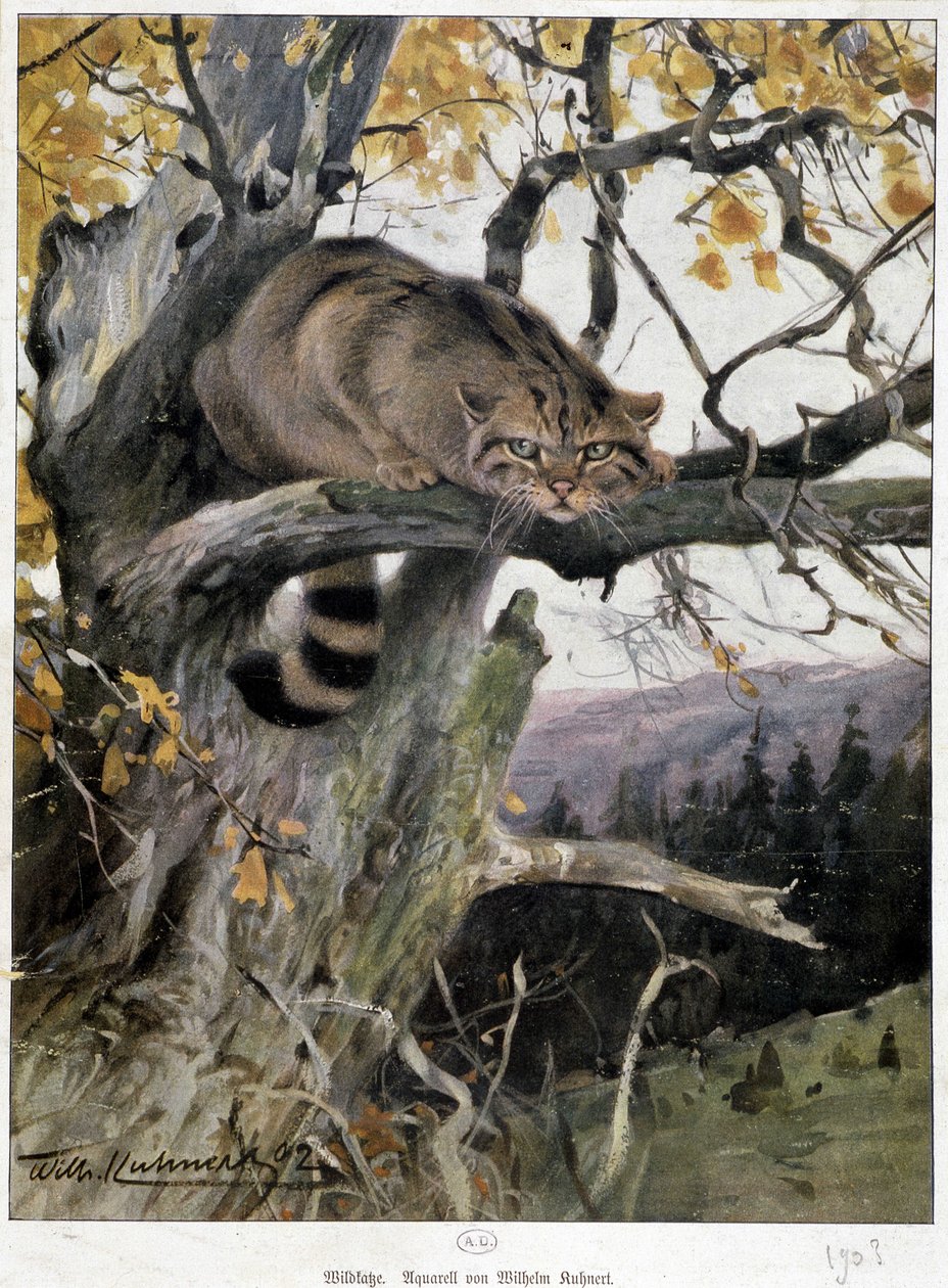 Wildkatze - Aquarell von Wilhelm Ruhnert von Wilhelm Kuhnert