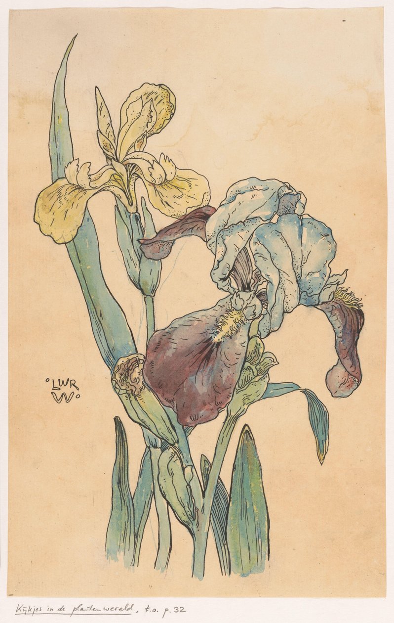 Iris von Ludwig Willem Reymert Wenckebach