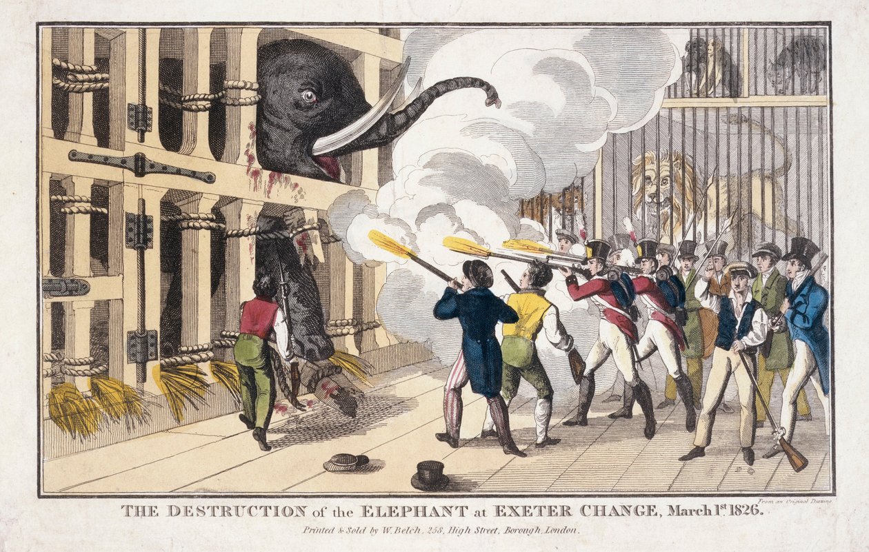Die Zerstörung des Elefanten, der in Exeter zerstört wurde von William Belch