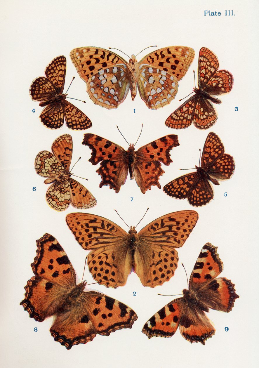 Verschiedene Arten von Schmetterlingen, Illustration aus dem Buch Schmetterlinge, Motten und andere Insekten und Kreaturen des Landlebens, veröffentlicht 1927 von William Samuel Furneaux