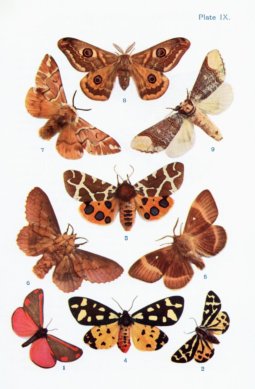 Verschiedene Arten von Motten, Illustration aus dem Buch Schmetterlinge, Motten und andere Insekten und Kreaturen des Landlebens, veröffentlicht 1927 von William Samuel Furneaux