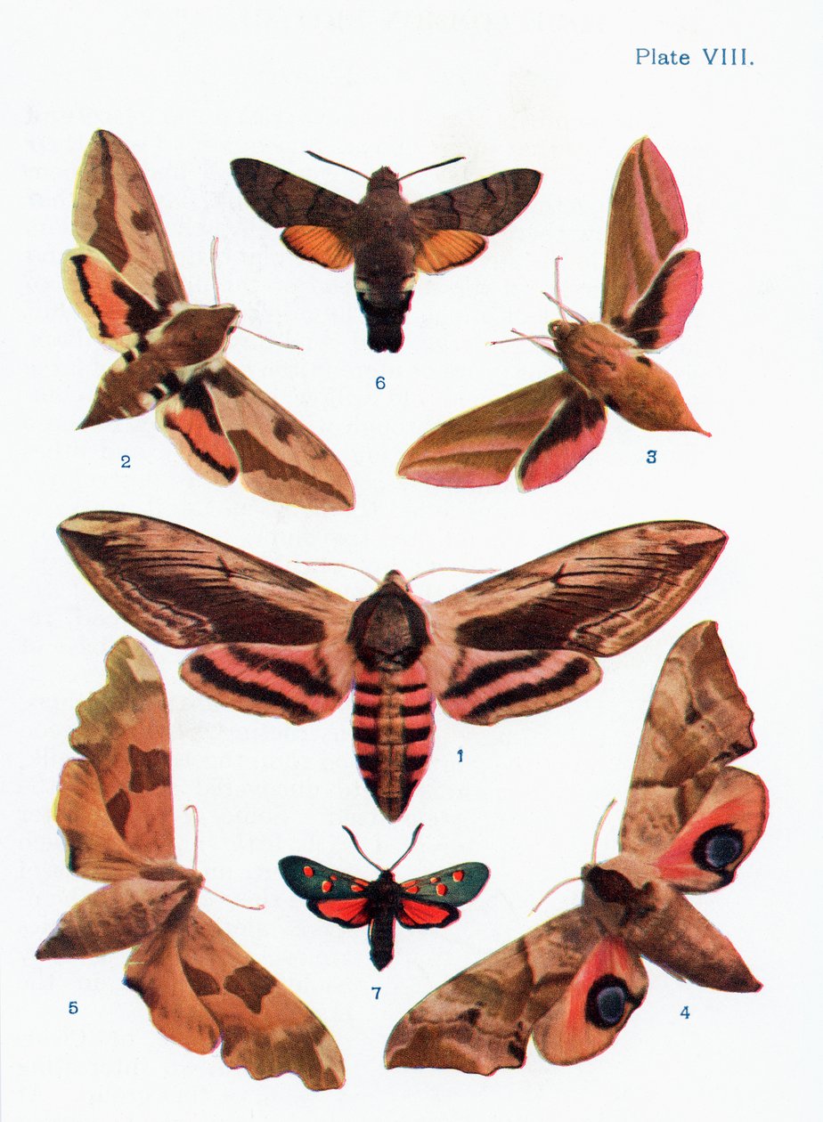 Verschiedene Arten von Motten, Illustration aus dem Buch Schmetterlinge, Motten und andere Insekten und Kreaturen des Landlebens, veröffentlicht 1927 von William Samuel Furneaux