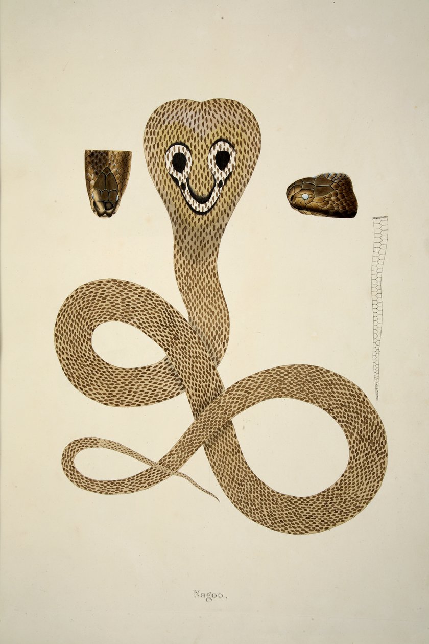Nagoo, aus einem Bericht über indische Schlangen, gesammelt an der Küste von Coromandel, veröffentlicht 1796 von William Skelton