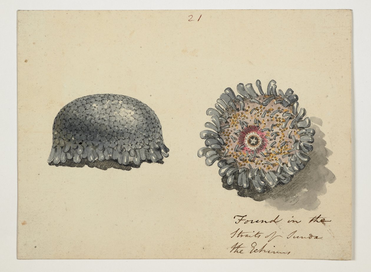 WD 961 f.21 von William Alexander