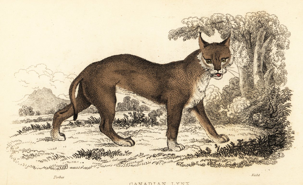 Kanadischer Luchs, Lynx canadensis, 1834 (Gravur) von William Alexander Forbes