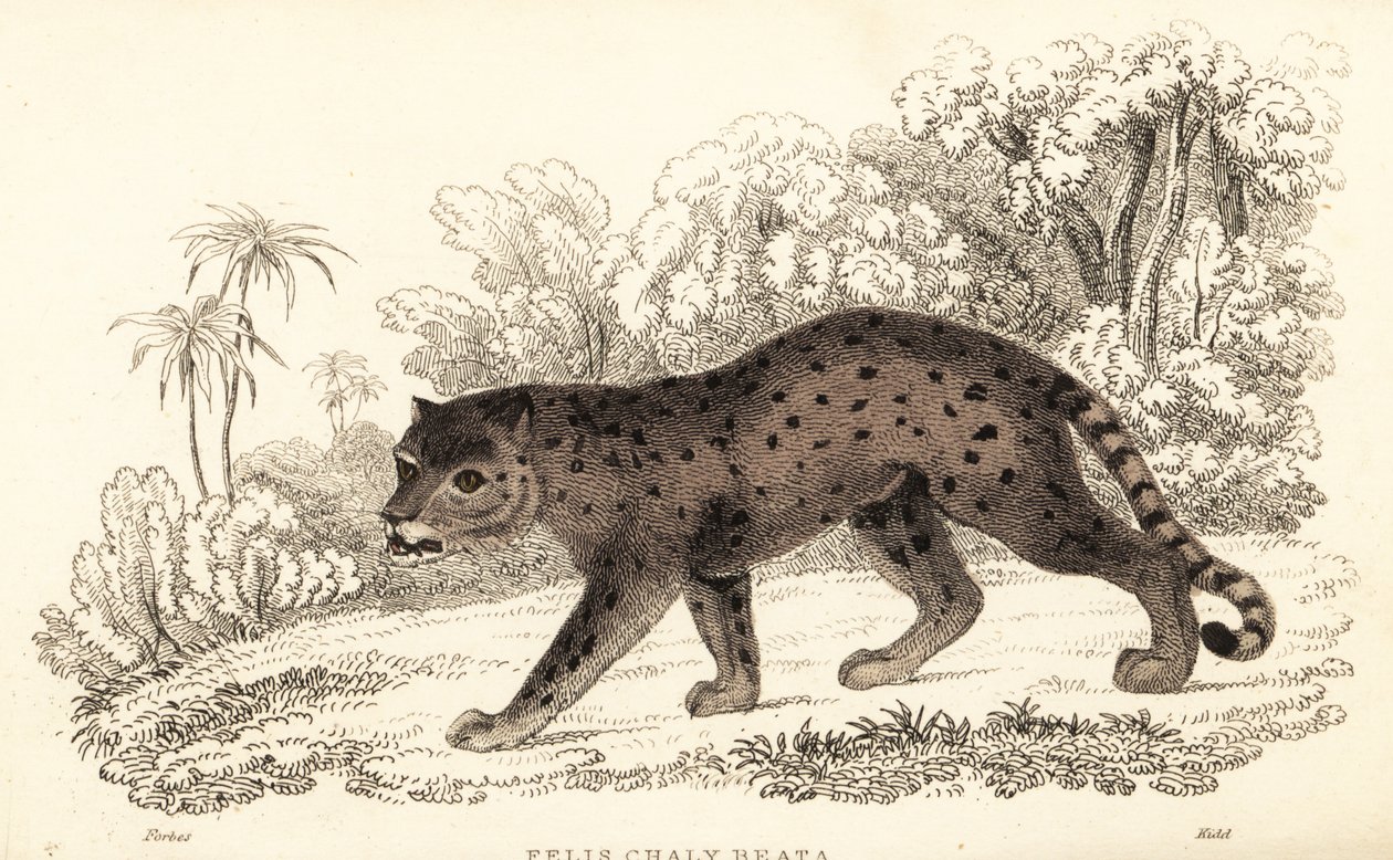 Jaguarundi, Puma yagouaroundi von William Alexander Forbes