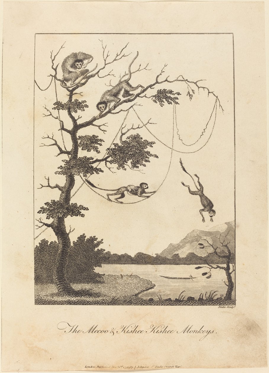 Die Mecoo & Kisbee Kishee Affen, 1793 von William Blake