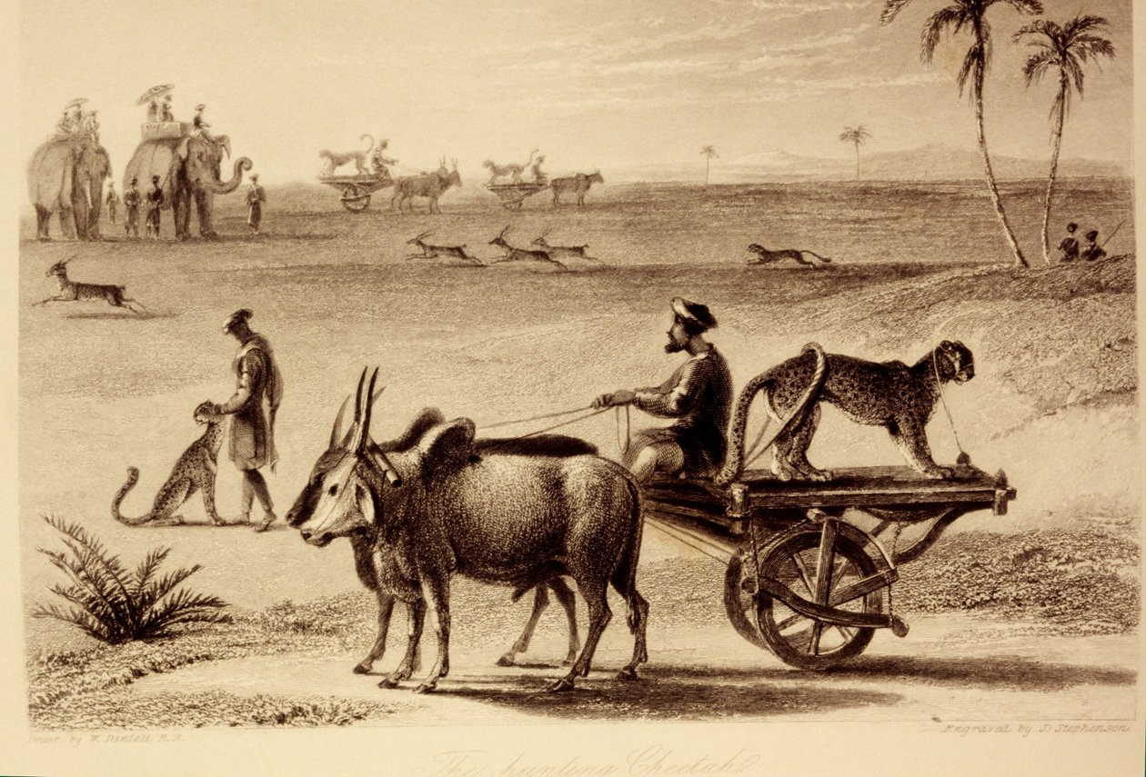 Die jagenden Geparden von William Daniell