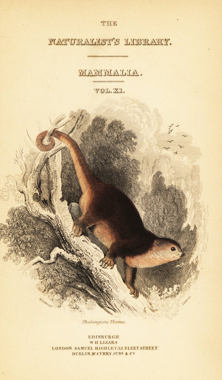 Sulawesi-Bärenkuskus, Ailurops ursinus (Stich) von William Dickes