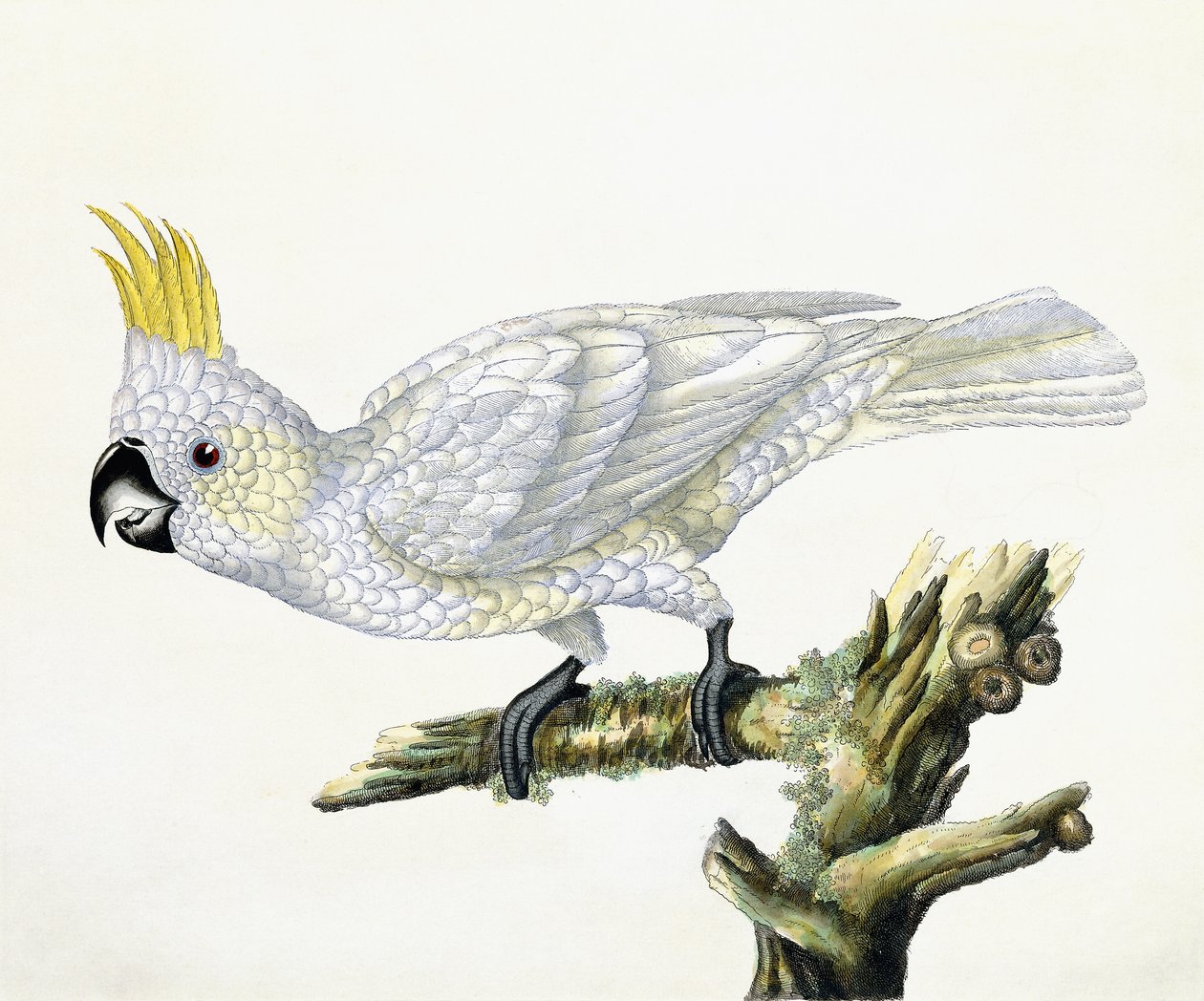 Kakadu, 1779 von William Hayes