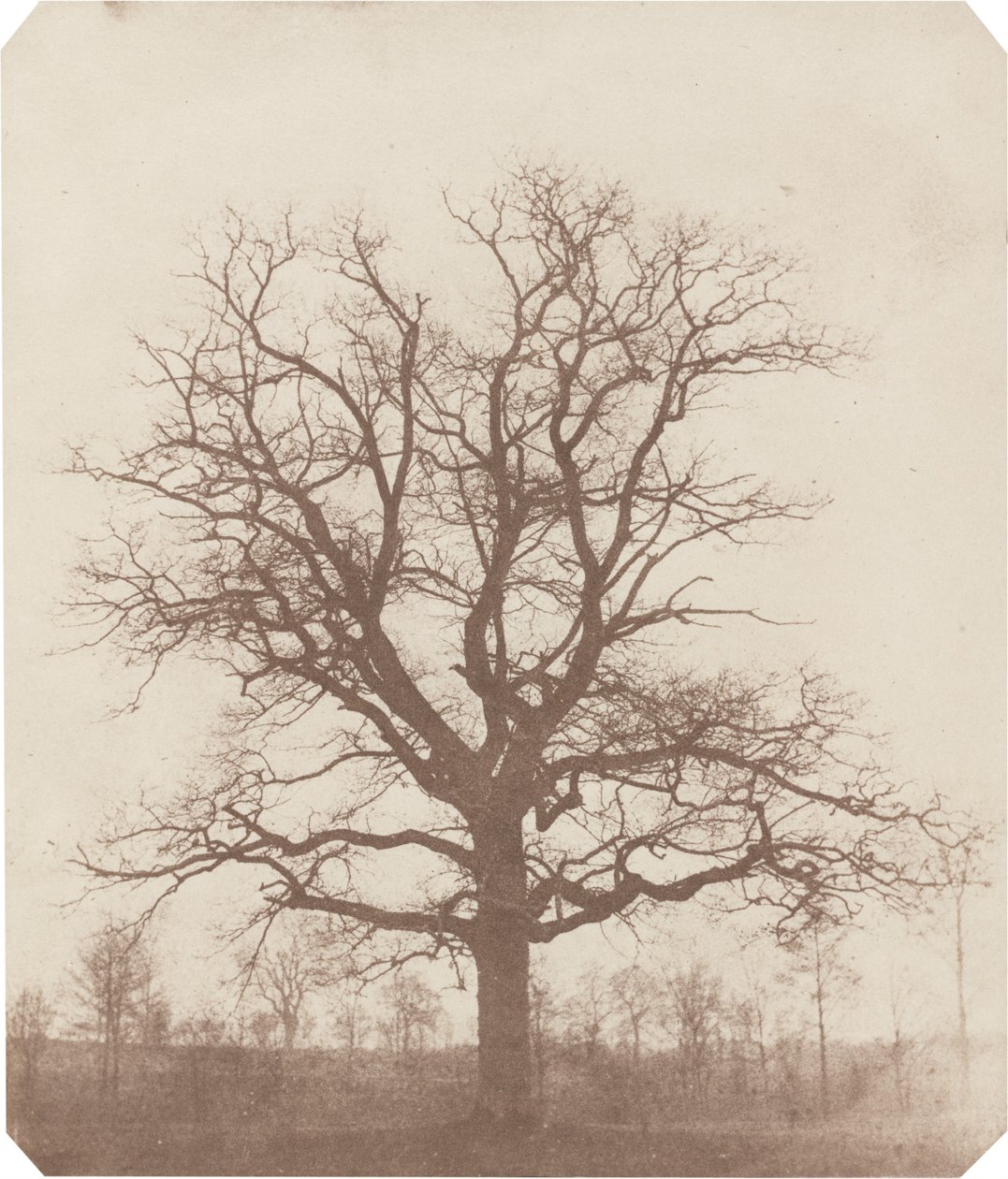 Eiche von William Henry Fox Talbot