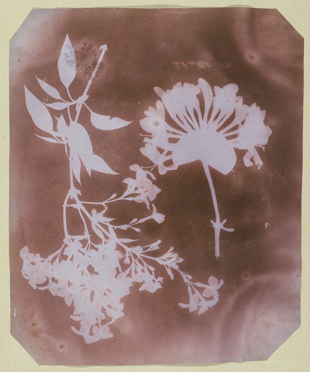 Zwei Pflanzenproben von William Henry Fox Talbot