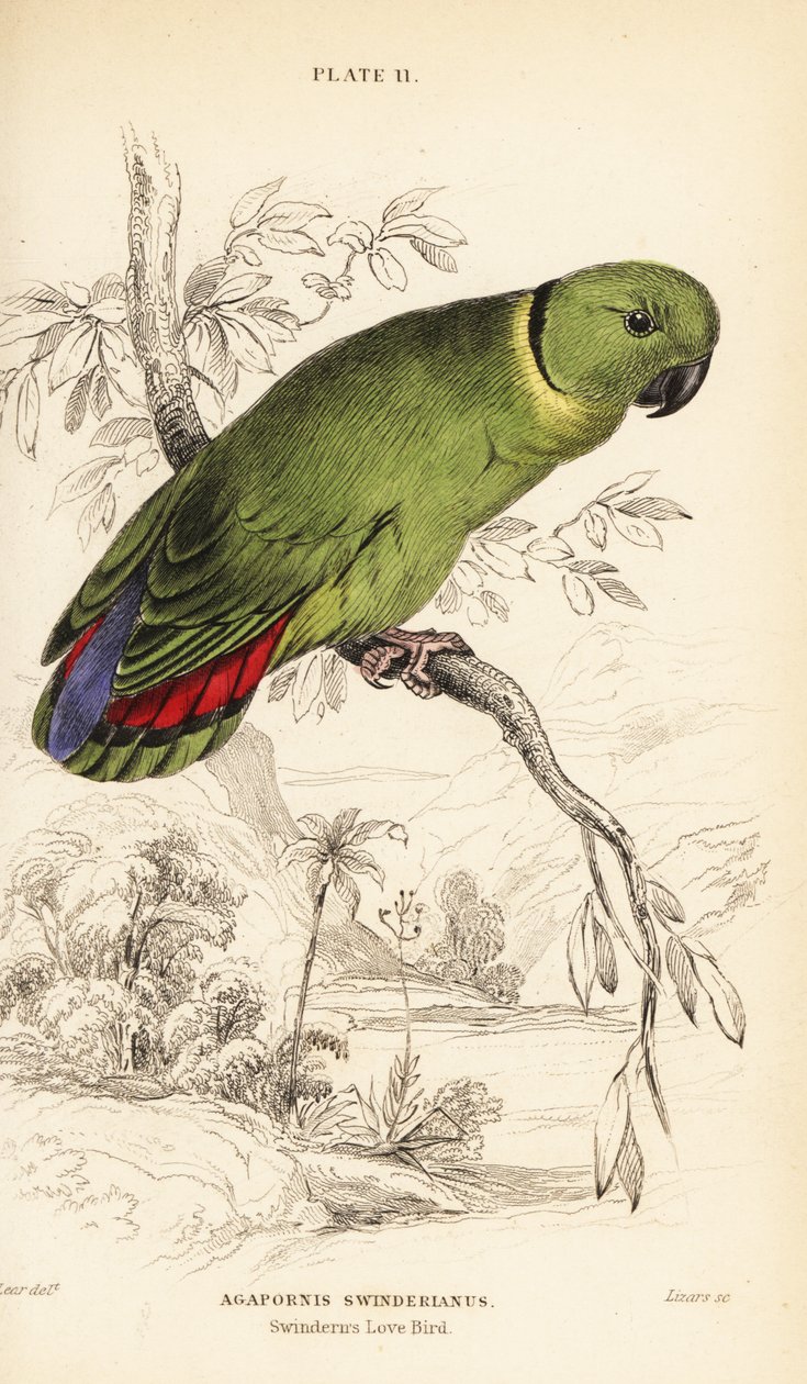 Schwarzkragen-Liebesvogel, Agapornis swindernianus von William Home Lizars