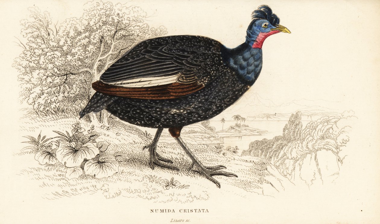 Schopfperlhuhn, Guttera pucherani von William Home Lizars