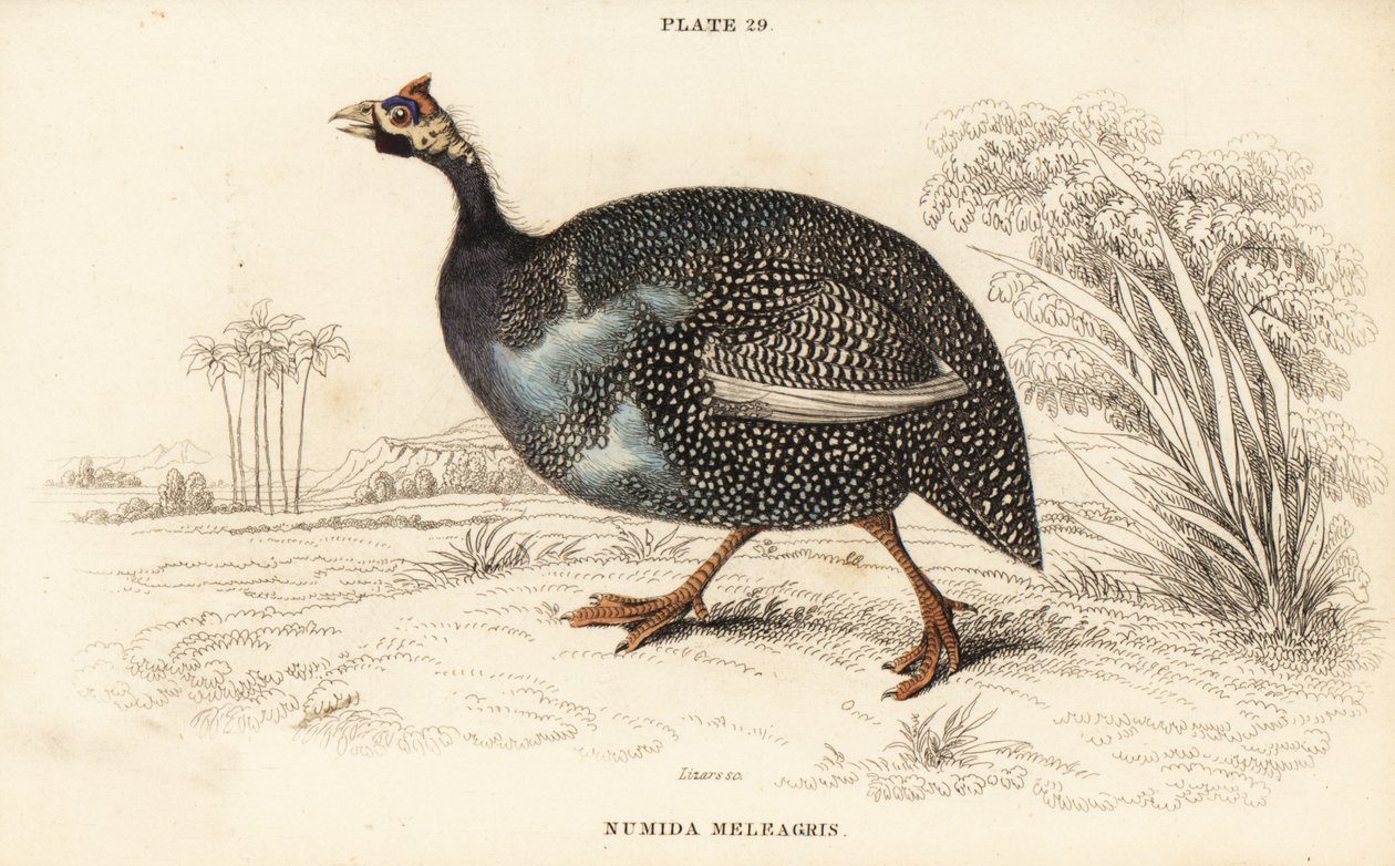 Helmperlhuhn, Numida meleagris von William Home Lizars