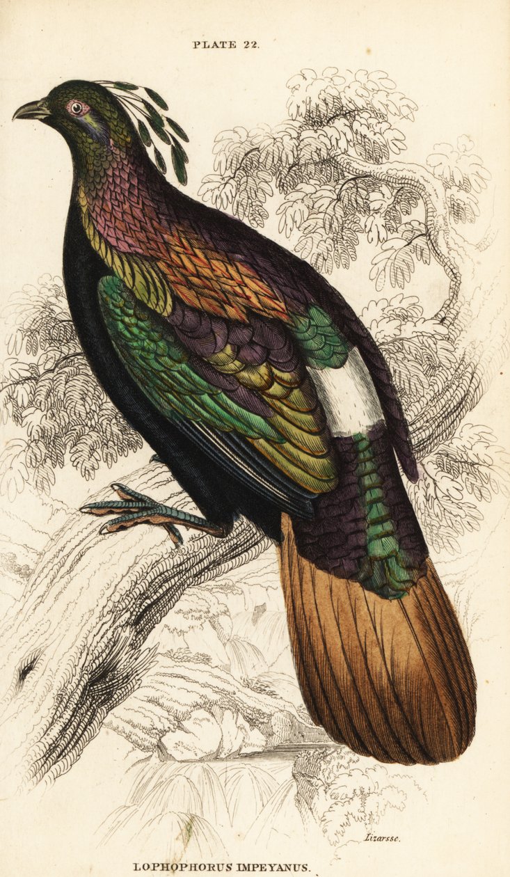 Himalaya-Glanzfasan, Männchen, Lophophorus impejanus von William Home Lizars