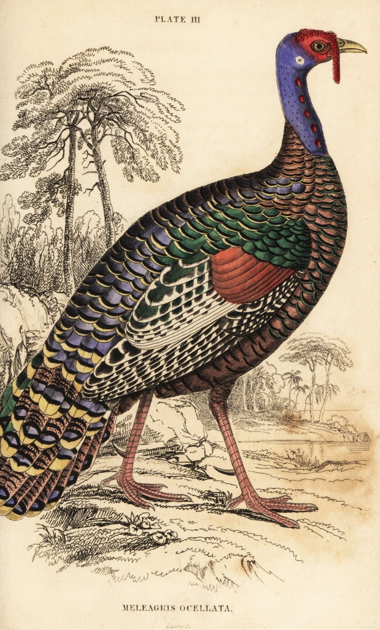 Ocellierter Truthahn, Meleagris ocellata von William Home Lizars