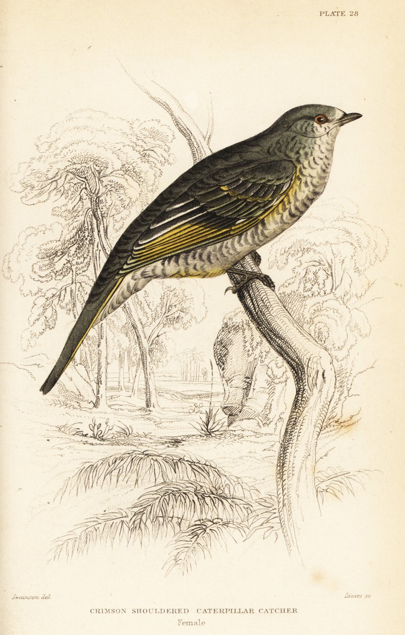 Rotflügel-Kuckucksschnäpper, weiblich, Campephaga phoenicea von William Home Lizars