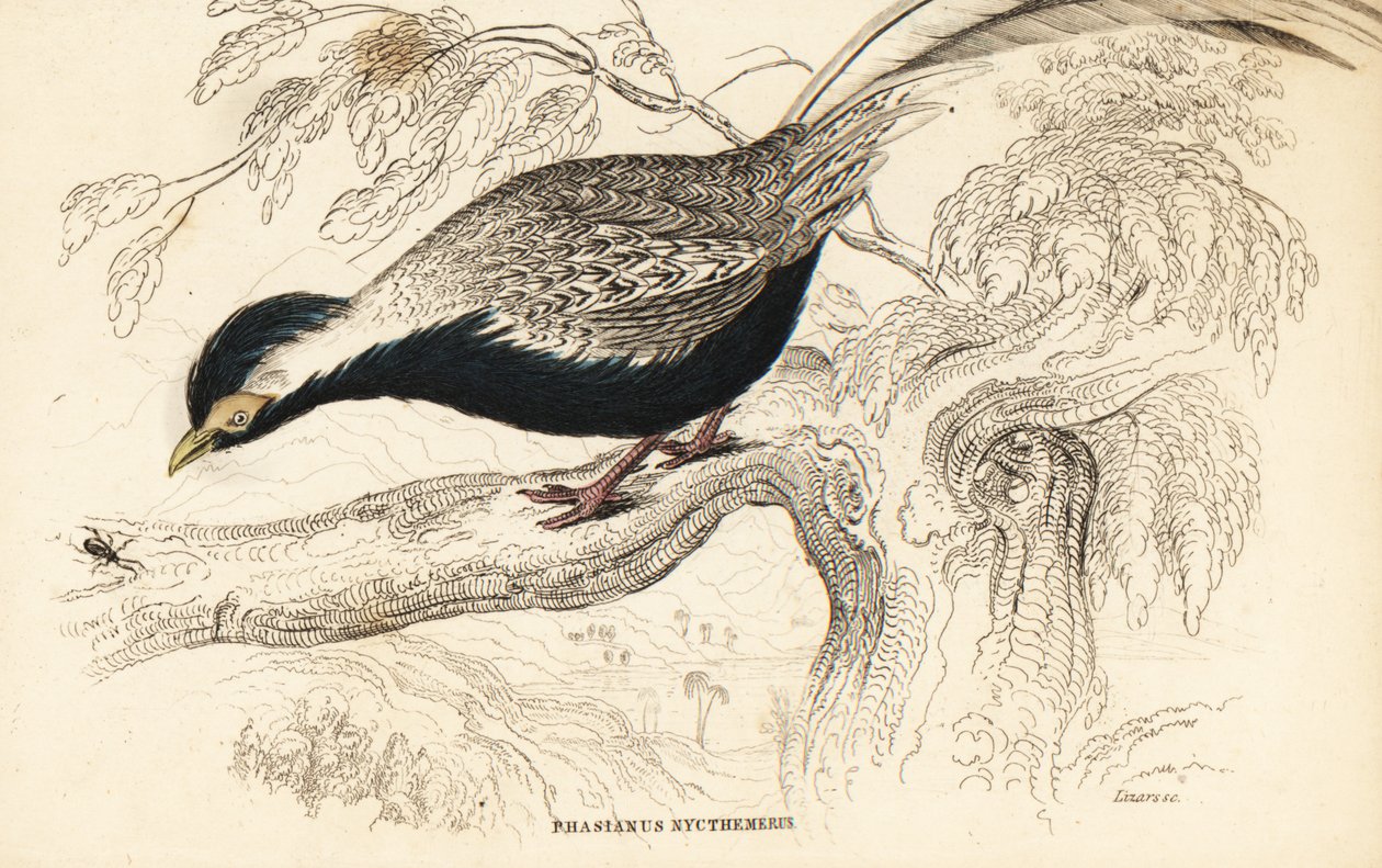 Silberfasan, Lophura nycthemera (Phasianus nycthemerus) von William Home Lizars