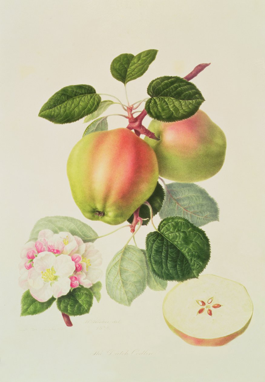 Der holländische Codlin, 1820 von William Hooker