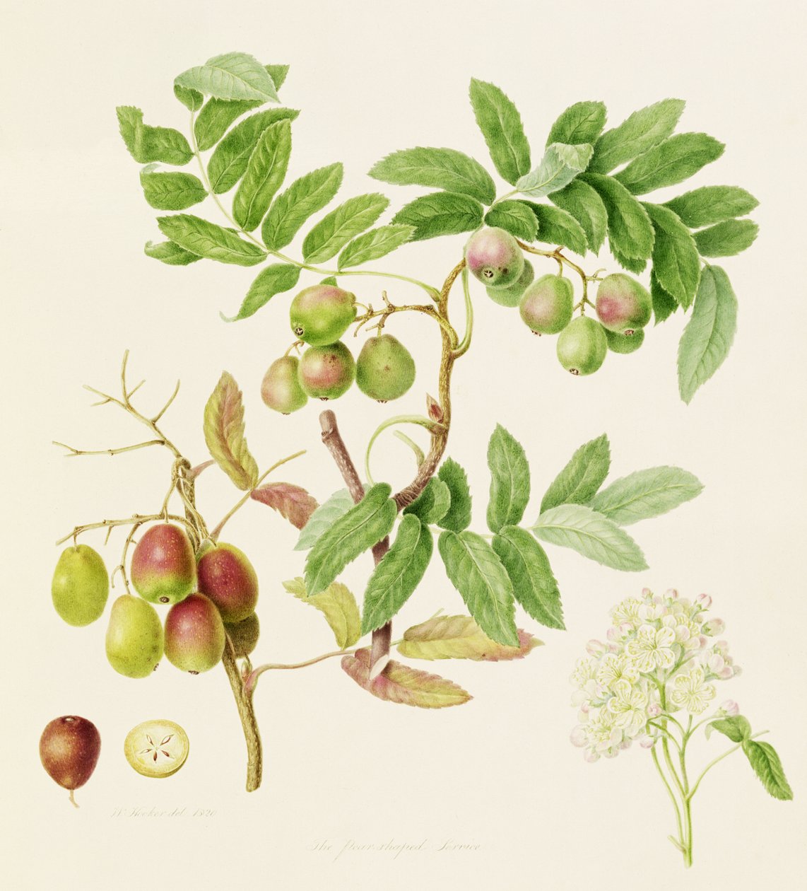 Der birnenförmige Wildapfel, 1820 von William Hooker